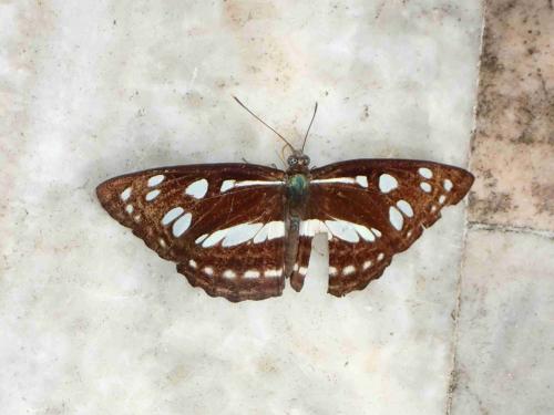 Phaedyma columella martabana